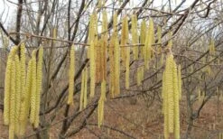 American Hazelnut (Filbert) - 3 Gallon Pot -Botanica Tree Store corylus american american hazelnut fall leaves 10