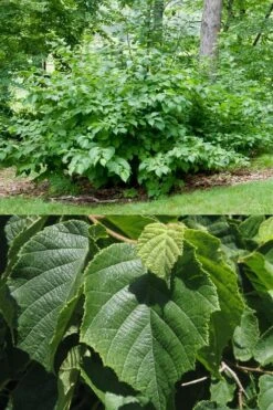 American Hazelnut (Filbert) - 3 Gallon Pot -Botanica Tree Store corylus american american hazelnut fall leaves 13