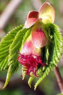 American Hazelnut (Filbert) - 3 Gallon Pot -Botanica Tree Store corylus american american hazelnut fall leaves 8
