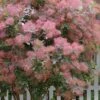 Grace Pink Flowering Smoke Tree - 5 Gallon Pot