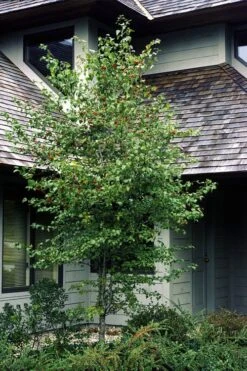 Washington Hawthorn (Crataegus Phaenopyrum) - 3 Pack Of 1.5 Quart Pots -Botanica Tree Store crataegus phaenopyrum washington hawthorne 1
