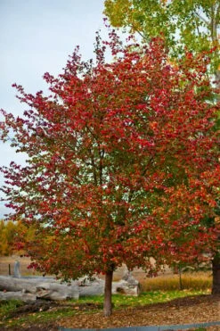 Washington Hawthorn (Crataegus Phaenopyrum) - 3 Pack Of 1.5 Quart Pots -Botanica Tree Store crataegus phaenopyrum washington hawthorne 3
