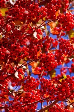 Washington Hawthorn (Crataegus Phaenopyrum) - 3 Pack Of 1.5 Quart Pots