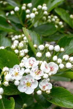 Washington Hawthorn (Crataegus Phaenopyrum) - 3 Pack Of 1.5 Quart Pots -Botanica Tree Store crataegus phaenopyrum washington hawthorne 5