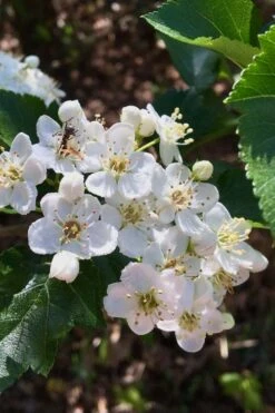 Washington Hawthorn (Crataegus Phaenopyrum) - 3 Pack Of 1.5 Quart Pots -Botanica Tree Store crataegus phaenopyrum washington hawthorne 6