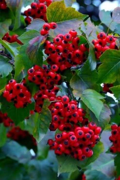 Washington Hawthorn (Crataegus Phaenopyrum) - 3 Pack Of 1.5 Quart Pots -Botanica Tree Store crataegus phaenopyrum washington hawthorne 7