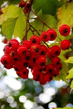 Washington Hawthorn (Crataegus Phaenopyrum) - 3 Pack Of 1.5 Quart Pots -Botanica Tree Store crataegus phaenopyrum washington hawthorne 8