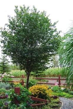Washington Hawthorn (Crataegus Phaenopyrum) - 3 Pack Of 1.5 Quart Pots -Botanica Tree Store crataegus phaenopyrum washington hawthorne 9