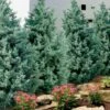 Carolina Sapphire Arizona Cypress - 6 Pack Of 1 Gallon Pots