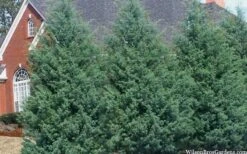 Carolina Sapphire Arizona Cypress - 3 Gallon Pot -Botanica Tree Store cupressus arizonica arizona carolina sapphire cypress 103