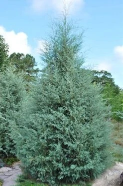 Carolina Sapphire Arizona Cypress - 3 Gallon Pot -Botanica Tree Store cupressus arizonica arizona carolina sapphire cypress 1 thumbnail