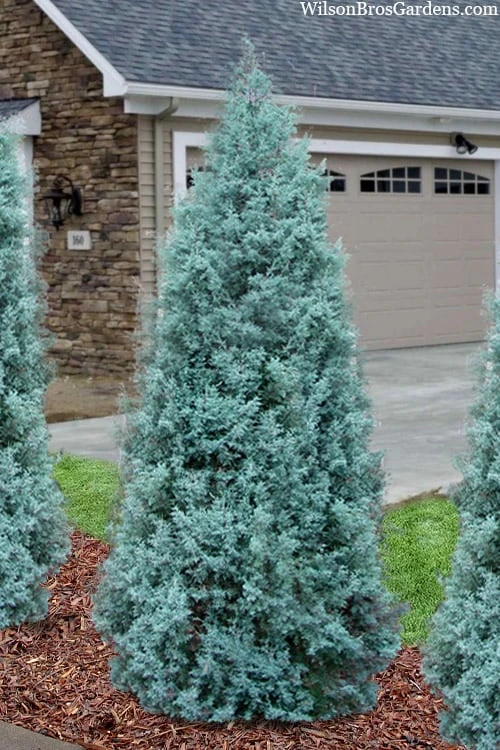 Blue Ice Arizona Cypress - 3 Gallon Pot 4 Blue Ice Arizona Cypress - 3 Gallon Pot - Image 4