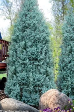 Blue Ice Arizona Cypress - 3 Gallon Pot 12 Blue Ice Arizona Cypress - 3 Gallon Pot -Botanica Tree Store cupressus arizonica blue ice cypress 103 1