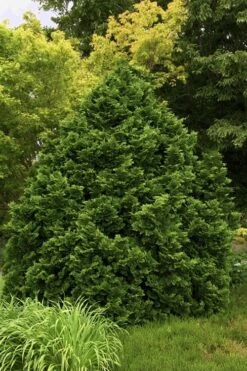 Tempelhof Hinoki Cypress - 3 Gallon Pot 9 Tempelhof Hinoki Cypress - 3 Gallon Pot -Botanica Tree Store cypress hinoki tempelhof 10 1