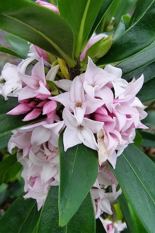 Pink Perfume Princess Winter Daphne - 3 Gallon Pot 7 Pink Perfume Princess Winter Daphne - 3 Gallon Pot - Image 7