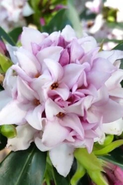 Pink Perfume Princess Winter Daphne - 3 Gallon Pot 16 Pink Perfume Princess Winter Daphne - 3 Gallon Pot -Botanica Tree Store daphne perfume princess 12
