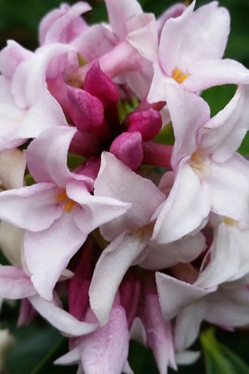 Pink Perfume Princess Winter Daphne - 3 Gallon Pot 5 Pink Perfume Princess Winter Daphne - 3 Gallon Pot - Image 5