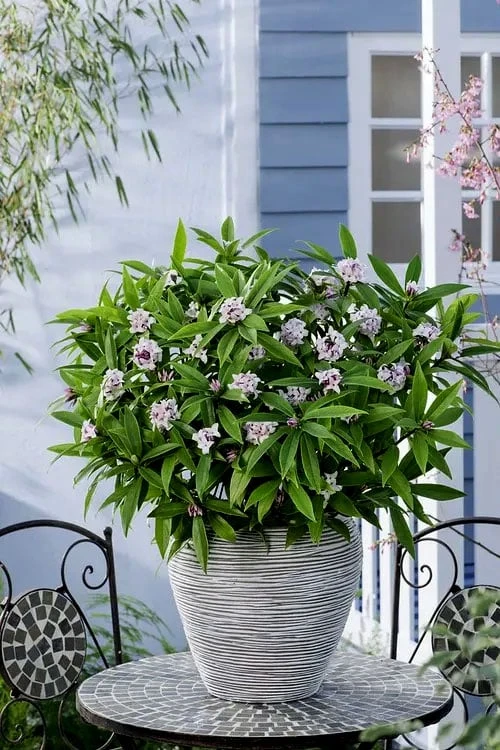 Pink Perfume Princess Winter Daphne - 3 Gallon Pot 9 Pink Perfume Princess Winter Daphne - 3 Gallon Pot - Image 9