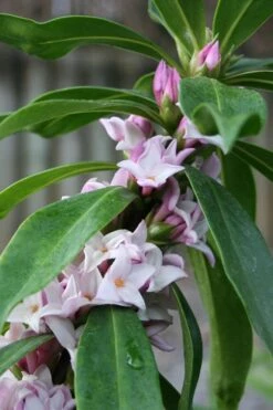 Pink Perfume Princess Winter Daphne - 3 Gallon Pot 21 Pink Perfume Princess Winter Daphne - 3 Gallon Pot -Botanica Tree Store daphne perfume princess 17