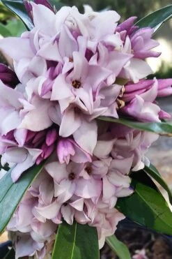 Pink Perfume Princess Winter Daphne - 3 Gallon Pot 14 Pink Perfume Princess Winter Daphne - 3 Gallon Pot -Botanica Tree Store daphne perfume princess 4