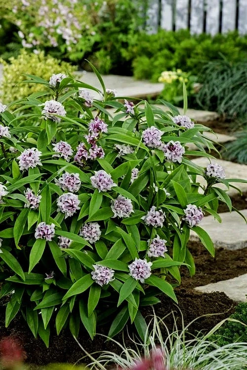 Pink Perfume Princess Winter Daphne - 3 Gallon Pot 8 Pink Perfume Princess Winter Daphne - 3 Gallon Pot - Image 8