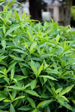 Pink Perfume Princess Winter Daphne - 3 Gallon Pot 20 Pink Perfume Princess Winter Daphne - 3 Gallon Pot -Botanica Tree Store daphne perfume princess 8