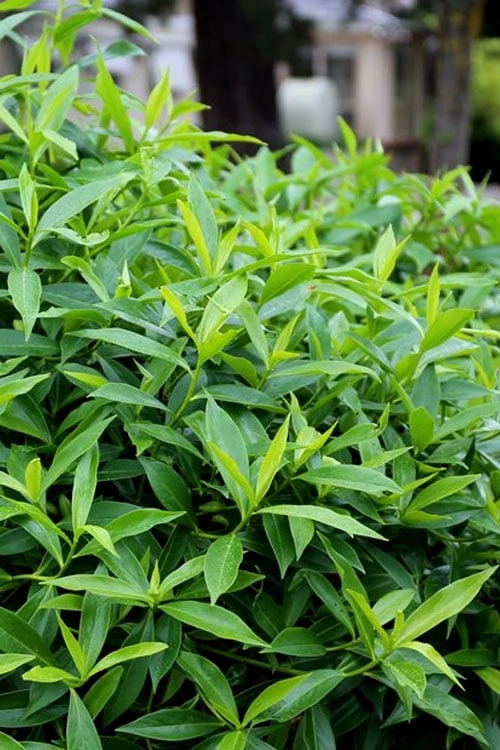 Pink Perfume Princess Winter Daphne - 3 Gallon Pot 10 Pink Perfume Princess Winter Daphne - 3 Gallon Pot - Image 10