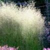 Tufted Hair Grass (Deschampsia Cespitosa) - 16 Pack Of 1 Gallon Pots