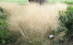 Tufted Hair Grass (Deschampsia Cespitosa) - 16 Pack Of 1 Gallon Pots 18 Tufted Hair Grass (Deschampsia Cespitosa) - 16 Pack Of 1 Gallon Pots -Botanica Tree Store deschampsia cespitosa tufted hair grass 12