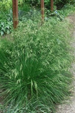 Tufted Hair Grass (Deschampsia Cespitosa) - 16 Pack Of 1 Gallon Pots 19 Tufted Hair Grass (Deschampsia Cespitosa) - 16 Pack Of 1 Gallon Pots -Botanica Tree Store deschampsia cespitosa tufted hair grass 4