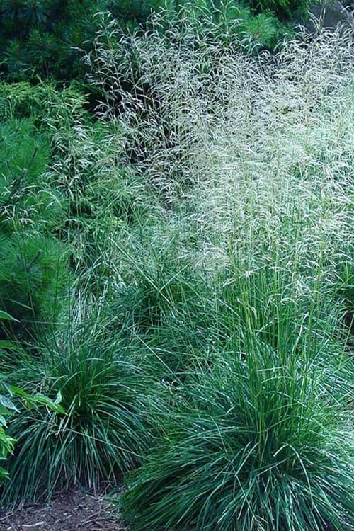 Tufted Hair Grass (Deschampsia Cespitosa) - 16 Pack Of 1 Gallon Pots 7 Tufted Hair Grass (Deschampsia Cespitosa) - 16 Pack Of 1 Gallon Pots - Image 7
