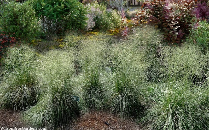 Tufted Hair Grass (Deschampsia Cespitosa) - 16 Pack Of 1 Gallon Pots 8 Tufted Hair Grass (Deschampsia Cespitosa) - 16 Pack Of 1 Gallon Pots - Image 8
