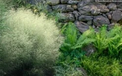 Tufted Hair Grass (Deschampsia Cespitosa) - 16 Pack Of 1 Gallon Pots 15 Tufted Hair Grass (Deschampsia Cespitosa) - 16 Pack Of 1 Gallon Pots -Botanica Tree Store deschampsia cespitosa tufted hair grass 9