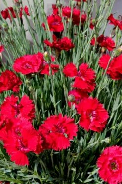 Fire Star Dianthus (Carnation) - 5 Pack Of Quart Pots -Botanica Tree Store dianthus fire star 2