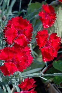 Fire Star Dianthus (Carnation) - 5 Pack Of Quart Pots -Botanica Tree Store dianthus fire star cottage pinks 101