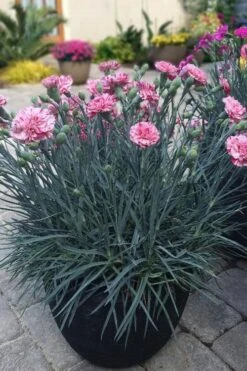Pinball Wizard Dianthus - 1 Gallon Pot 15 Pinball Wizard Dianthus - 1 Gallon Pot -Botanica Tree Store dianthus pinball wizard 10