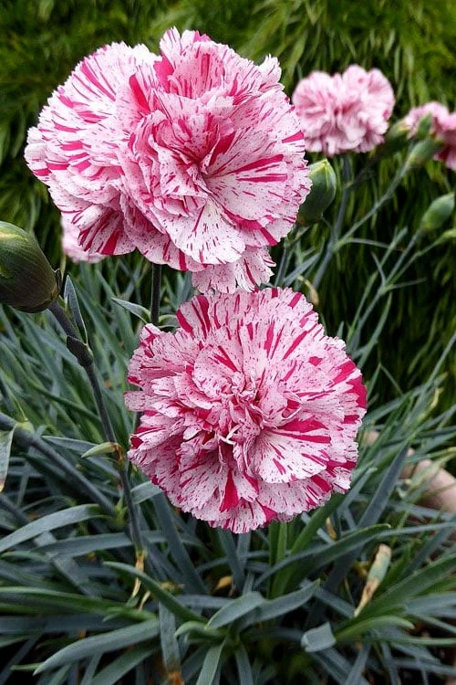 Pinball Wizard Dianthus - 1 Gallon Pot 5 Pinball Wizard Dianthus - 1 Gallon Pot - Image 5