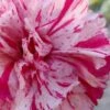Pinball Wizard Dianthus - 1 Gallon Pot
