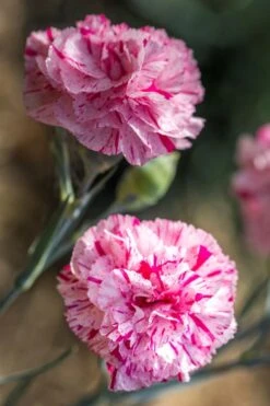 Pinball Wizard Dianthus - 1 Gallon Pot 18 Pinball Wizard Dianthus - 1 Gallon Pot -Botanica Tree Store dianthus pinball wizard 7