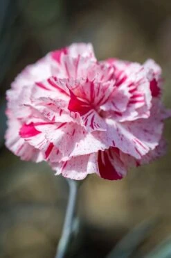 Pinball Wizard Dianthus - 1 Gallon Pot 16 Pinball Wizard Dianthus - 1 Gallon Pot -Botanica Tree Store dianthus pinball wizard 9
