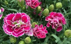 Super Trouper Magenta White Dianthus (Carnation) - 5 Pack Of Quart Pots -Botanica Tree Store dianthus supertrouper magenta white 4