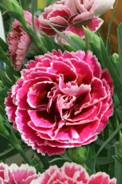 Super Trouper Magenta White Dianthus (Carnation) - 5 Pack Of Quart Pots -Botanica Tree Store dianthus supertrouper magenta white 5
