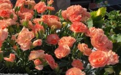 Super Trouper Orange Dianthus (Carnation) - 10 Pack Of Quart Pots -Botanica Tree Store dianthus supertrouper orange 10