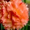 Super Trouper Orange Dianthus (Carnation) - 5 Pack Of Quart Pots
