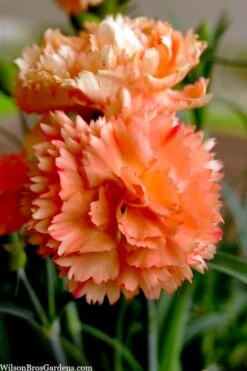Super Trouper Orange Dianthus (Carnation) - 10 Pack Of Quart Pots -Botanica Tree Store dianthus supertrouper orange 9