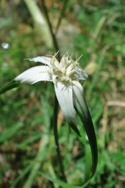 White Star Grass (Rhynchospora Colorata) - 1 Gallon Pot 15 White Star Grass (Rhynchospora Colorata) - 1 Gallon Pot -Botanica Tree Store dichromena latifolia white top sedge grass 4