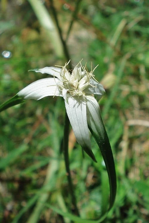 White Star Grass (Rhynchospora Colorata) - 1 Gallon Pot 8 White Star Grass (Rhynchospora Colorata) - 1 Gallon Pot - Image 8