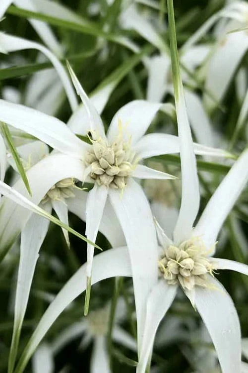 White Star Grass (Rhynchospora Colorata) - 1 Gallon Pot 1 White Star Grass (Rhynchospora Colorata) - 1 Gallon Pot