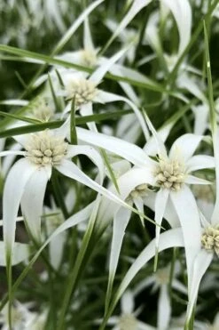 White Star Grass (Rhynchospora Colorata) - 1 Gallon Pot 12 White Star Grass (Rhynchospora Colorata) - 1 Gallon Pot -Botanica Tree Store dichromena latifolia white top sedge grass 6