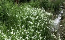 White Star Grass (Rhynchospora Colorata) - 1 Gallon Pot 13 White Star Grass (Rhynchospora Colorata) - 1 Gallon Pot -Botanica Tree Store dichromena latifolia white top sedge grass 8